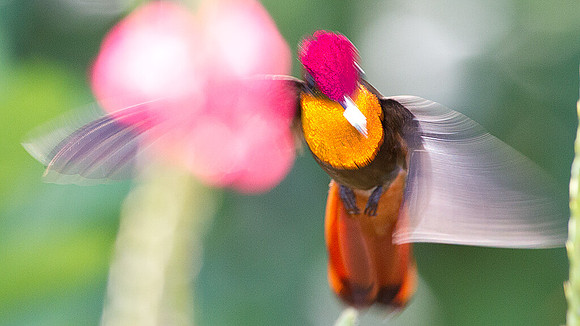Ruby-topaz Hummingbird (Chrysolampis mosquitus) male