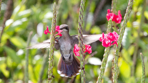 Ruby-topaz Hummingbird (Chrysolampis mosquitus) female