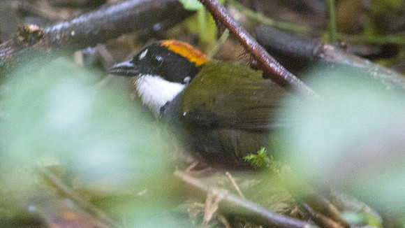 Chestnut-capped Brush Finch (Arremon brunneinucha)