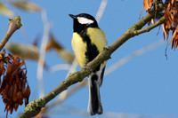 Great Tit (Parus major) male