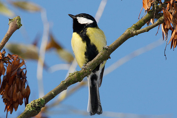 Great Tit (Parus major) male