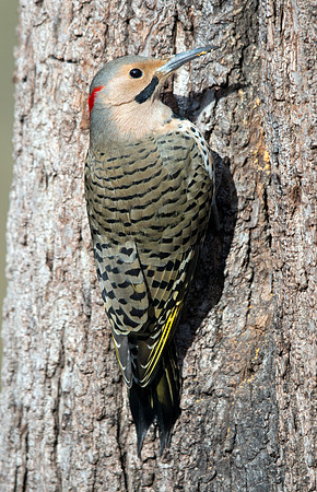 Northern flicker (Colaptes auratus) Male