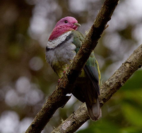 Pink-headed fruit dove (Ptilinopus porphyreus)