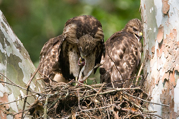 Red-shouldered Hawk (Buteo lineatus) juvenile