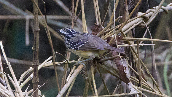 Yellow-breasted Warbling Antbird (Hypocnemis subflava)