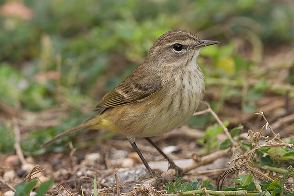 Palm Warbler (Dendroica palmarum)