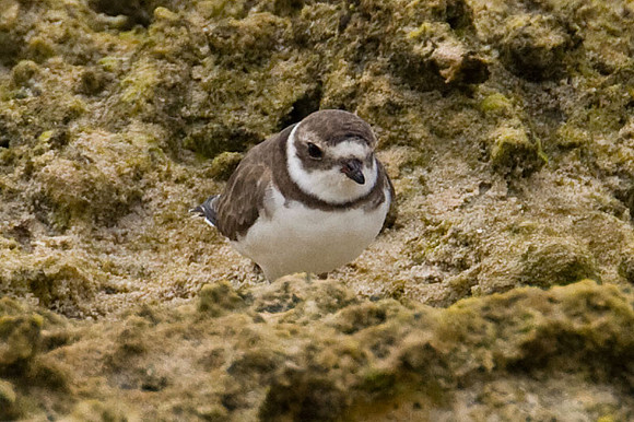 Semipalmated Plover (Charadrius semipalmatus)