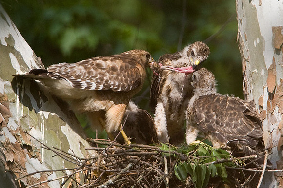 Red-shouldered Hawk (Buteo lineatus) adult and juvenile