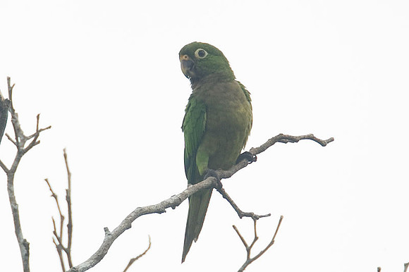 Olive-throated Parakeet (Aratinga nana)