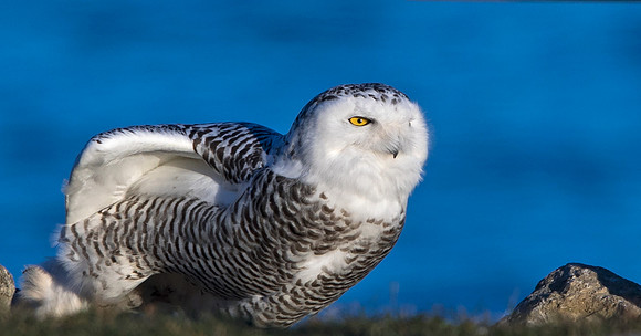 Snowy owl (Bubo scandiacus) Female