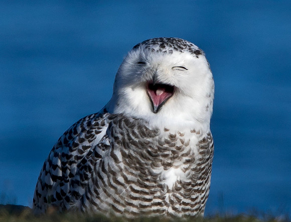 Snowy owl (Bubo scandiacus) Female