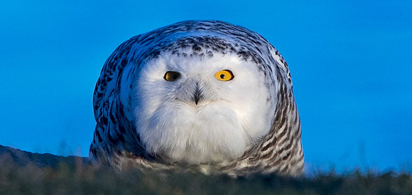 Snowy owl (Bubo scandiacus) Female