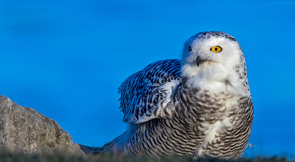 Snowy owl (Bubo scandiacus) Female
