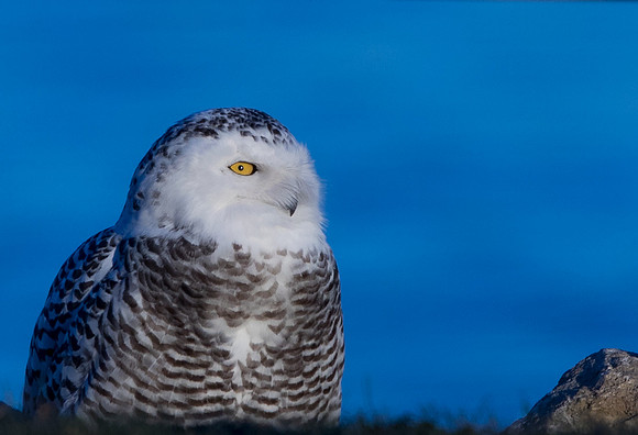 Snowy owl (Bubo scandiacus) Female