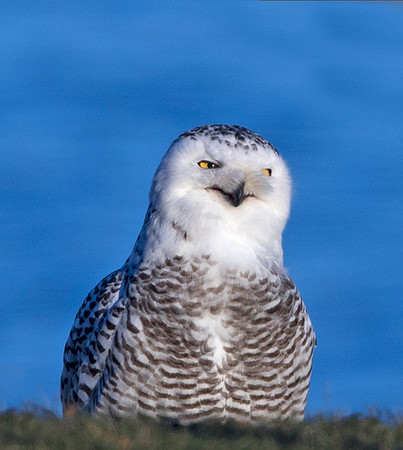 Snowy owl (Bubo scandiacus) Female