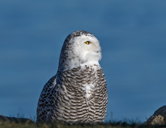 Snowy owl (Bubo scandiacus) Female