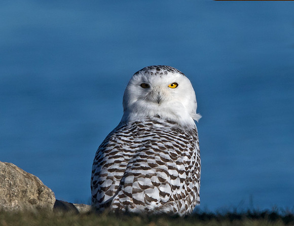 Snowy owl (Bubo scandiacus) Female