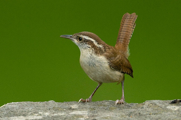wren-carolina wren-_MG_1952a