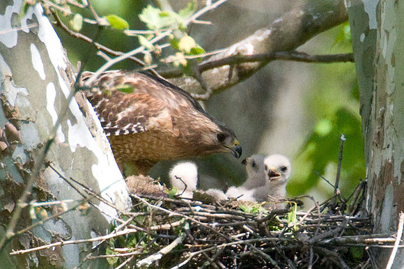 Red-shouldered Hawk (Buteo lineatus) adult and juvenile