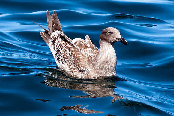 Herring or California Gull Juvenile ?