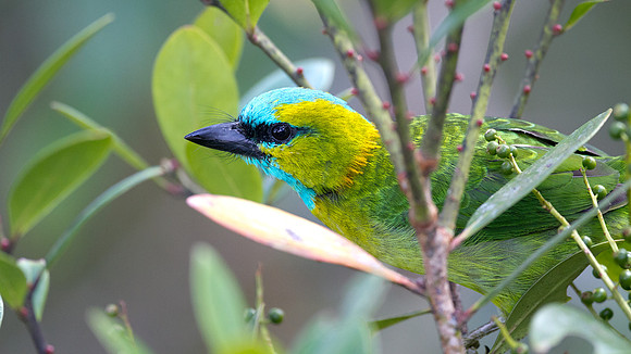 Golden-naped Barbet (Megalaima pulcherrima)