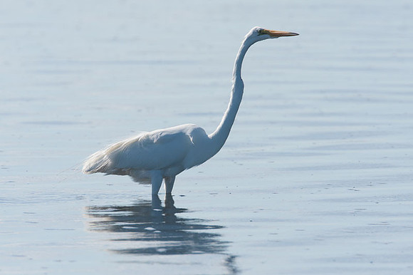 Great Egret (Ardea alba) also known as Great White Egret or Common Egret