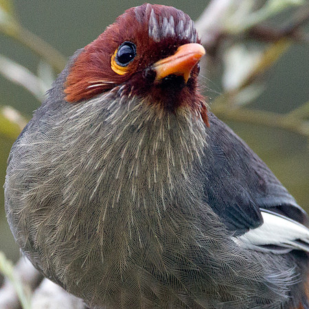 Chestnut-hooded Laughingthrush (Rhinocichla treacheri)