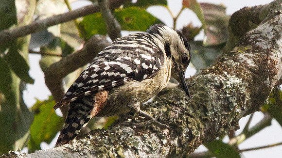 Freckle-breasted woodpecker (Dendrocopos analis)