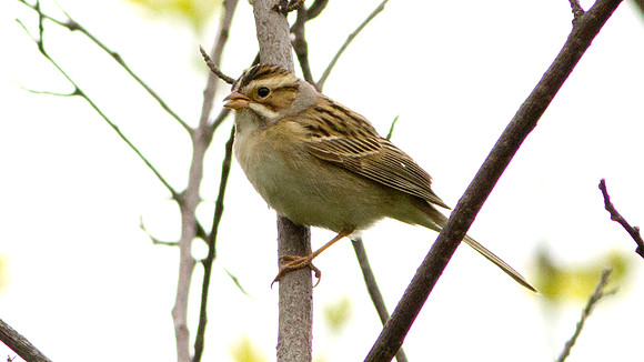 Chipping Sparrow ? (Spizella passerina)