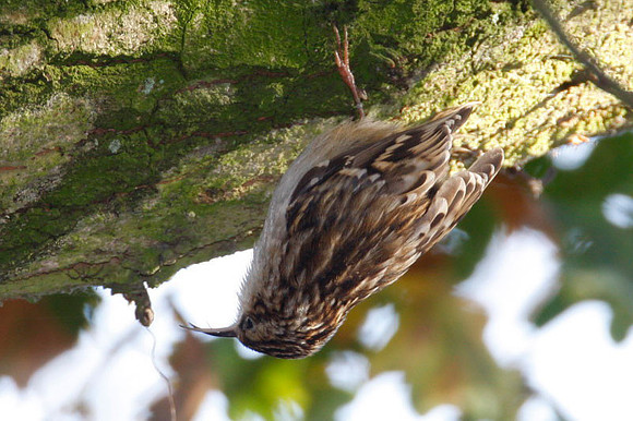 Short-toed Treecreeper (Certhia brachydactyla)
