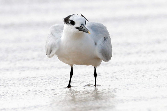 Sandwich Tern (Thalasseus sandvicensis)