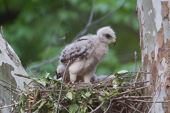 Red-shouldered Hawk (Buteo lineatus) juvenile