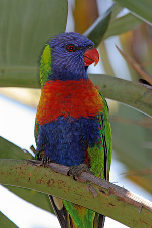 Rainbow Lorikeet (Trichoglossus haematodus)