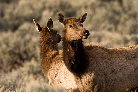Elk (Cervus canadensis) also known as Wapiti
