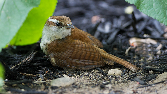 Carolina Wren (Thryothorus ludovicianus) juv