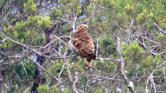 Oriental Honey-buzzard (Pernis ptilorhyncus philippensis)