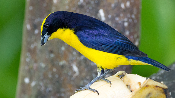 Thick-billed Euphonia (Euphonia laniirostris)