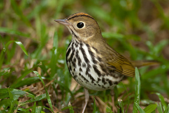 Ovenbird (Seiurus aurocapillus)