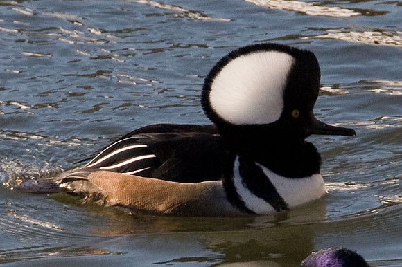 Hooded Merganser (Lophodytes cucullatus) male