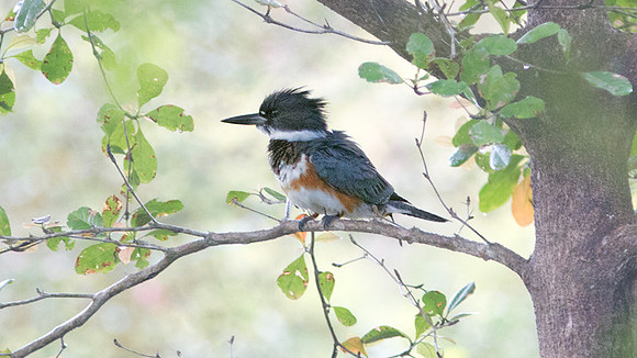 Belted Kingfisher (Megaceryle alcyon)
