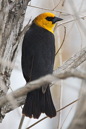 Yellow-headed Blackbird (Xanthocephalus xanthocephalus)