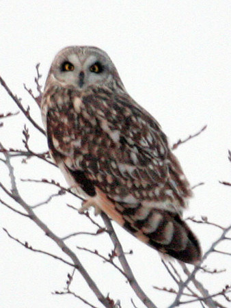 Short-eared Owl (Asio flammeus)