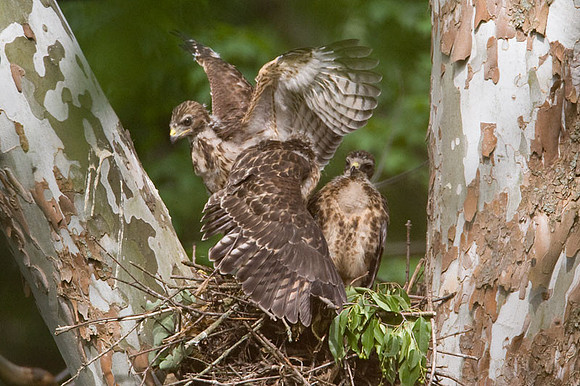 Red-shouldered Hawk (Buteo lineatus) juvenile