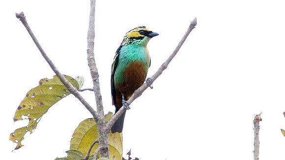 Golden-eared Tanager (Tangara chrysotis)