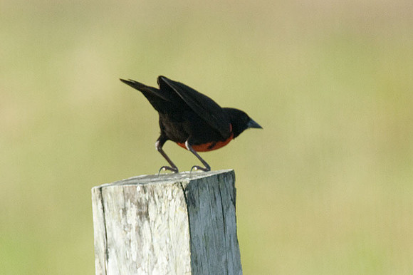 Red-breasted Blackbird (Sturnella militaris)