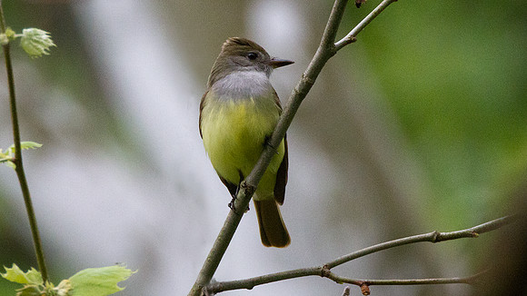 Great Crested Flycatcher (Myiarchus crinitus)
