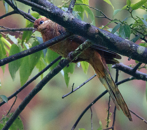 Ruddy cuckoo-dove (Macropygia emiliana)
