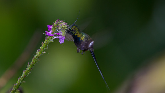 Wire-crested Thorntail (Discosura popelairii)