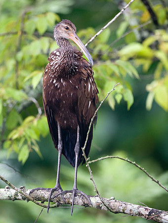 Limpkin (Aramus guarauna)