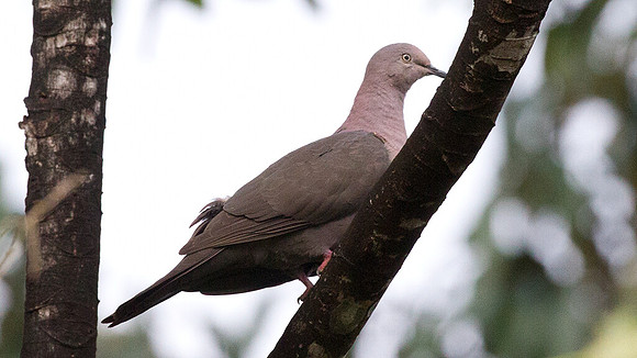 Plumbeous Pigeon (Patagioenas plumbea)